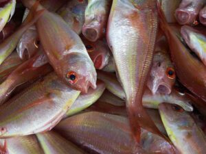 Marche de poissons